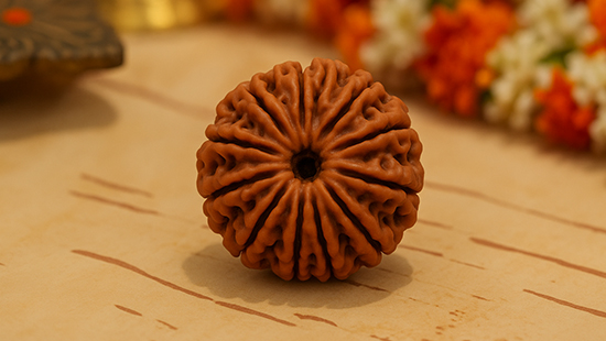 11 Mukhi Rudraksha