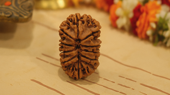 13 Mukhi Rudraksha