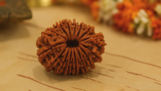 14 Mukhi Rudraksha