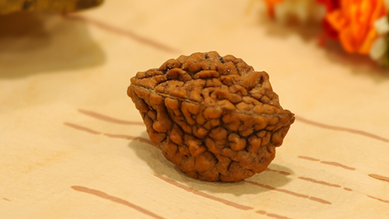 2 Mukhi Rudraksha