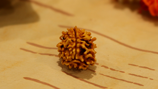 3 Mukhi Rudraksha