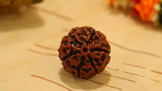 6 Mukhi Rudraksha