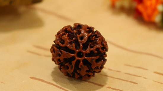 7 Mukhi Rudraksha