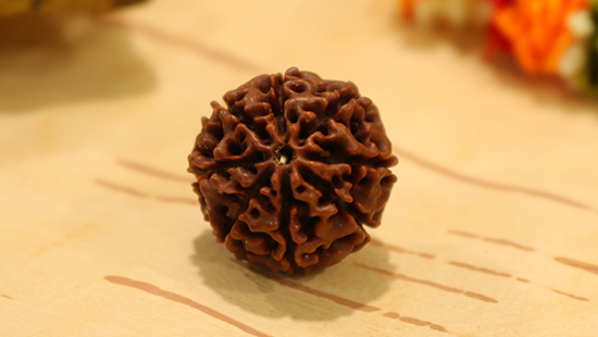 8 Mukhi Rudraksha