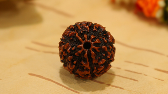 9 Mukhi Rudraksha